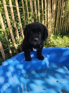 Labrador/Bernersennen x Golden Retriever  Welpen