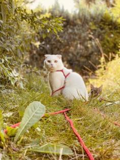 Menschenbezogene Scottish Fold