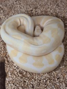 0.3 Königspython Spider HC Albino Butter inkl. Terrarack