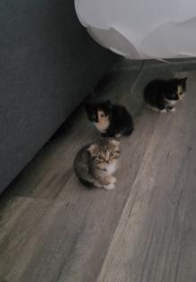 Katzenbabys zu verkaufen