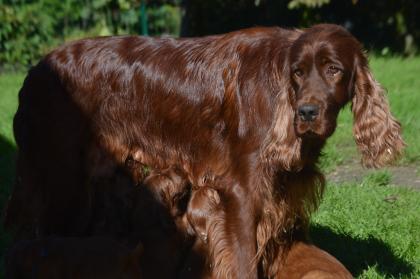 Irish Red Setter Welpen m.VDH-Papieren