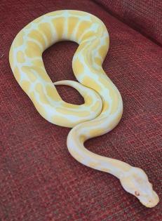Königspython Albino 0.1
