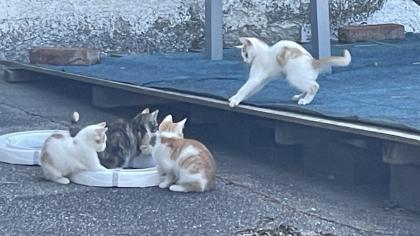5 süße Katzenbabys abzugeben