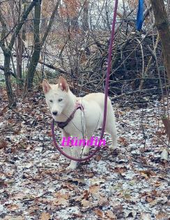 Husky Welpe aus exclusiver Verpaarung suchen ein kuscheliges Zuhause.  Nur noch 