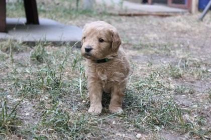 Goldendoodle MINI F1