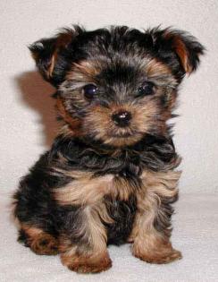 Mini yorkshire terrier