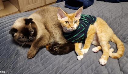 Devon Rex Kater Amour (10 Monate, kastriert) - verspielt und sehr liebevoll