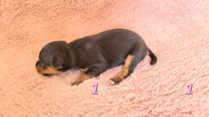 Jagtterrier Patterdaleterrier Welpen