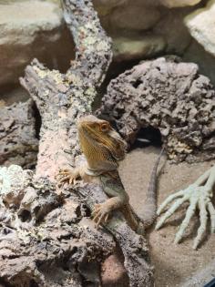 Bartagame (m) mit großem Terrarium, Quarantäneterrarium inkl. Beleuchtung und vi