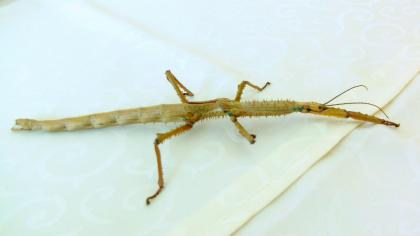 Biete Eier diverser Phasmiden (Neohirasea maerens, Achrioptera fallax, Exatosoma