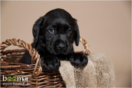 Labradorwelpen aus seriöser Familienzucht  (Schwarze Welpen)