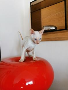 Wunderschönen Cornish Rex Lockenkatzen