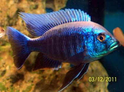 Copadichromis mloto ivory lupingu WFNZ