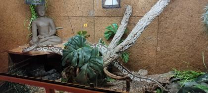 2 Köpy (Mojave)1.1 Inkl. Terrarium und zubehör