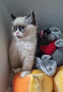 Ragdoll Kitten aufgabebereit