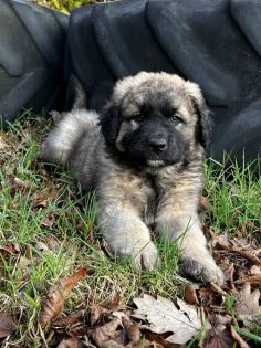 Süße Leonberger/Germanischer Bärenhund Welpen