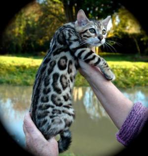 Wunderschöne rossetted Bengal Babies suchen ein neues zu Hause!