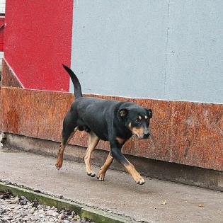 Paolo sucht ein Zuhause