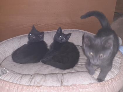 Süße blaue Kätzchen,  Kitten abzugeben