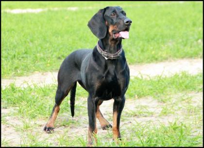 Welpen GONCZY POLSKI Polnischer Laufhund Bracke Jagdhund mit Ahnentafel