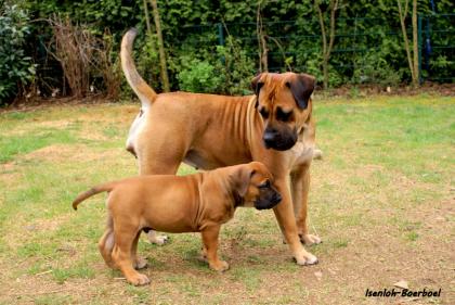 South African Boerboel Welpen