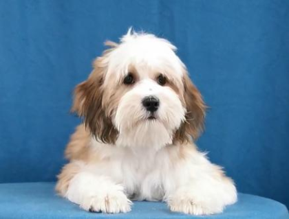 Tibet Terrier Welpen mit Papieren