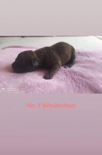 Labrador/American Bulldog Welpen 