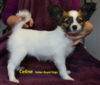 Papillon Welpen FCI (Hunde show)