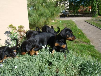 Dobermannwelpen