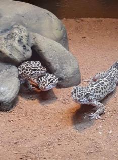 Leopardgeckos