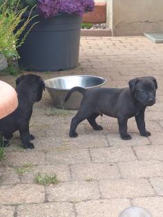 Patterdale Terrier Welpen 8 Wochen alt