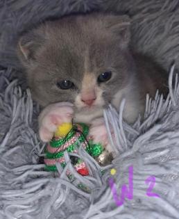 Bkh 2 Kitten Frei