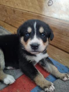 Siberian Husky x Berner Sennenhund