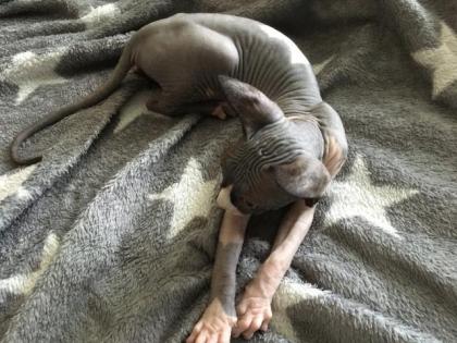 Sphynx Mädchen