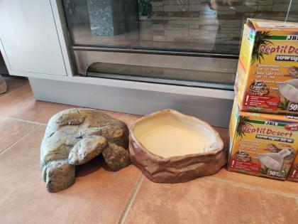 Bartagame (m) mit großem Terrarium, Quarantäneterrarium inkl. Beleuchtung und vi