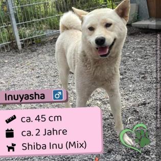 Inuyasha - liebevoll und verträglich