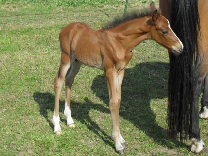 Deutsches Reitponyhengstfohlen2021 !!!