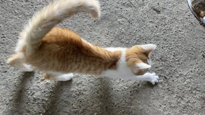 5 süße Katzenbabys abzugeben