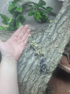 Leopardgecko 
