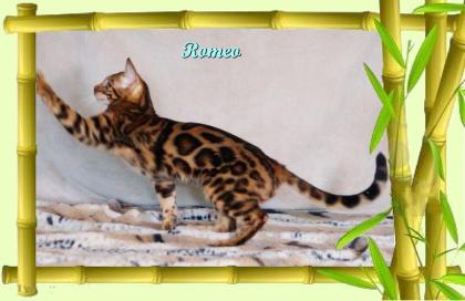 Exklusiver und pfiffiger Bengal Kater, Donat Rosetten, Eyecatcher, unkastriert!