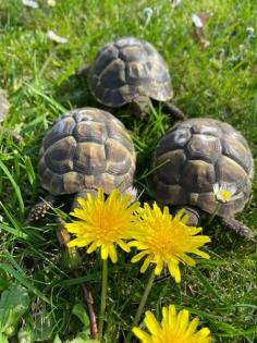 Griechische Landschildkröten