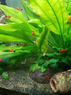 Platy-Fische zu verkaufen (Wagtail - orange-schwarz)