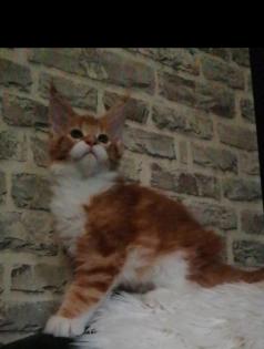 Maine Coon Mädchen mit Stammbaum sucht ab 06.09.2024 ..
