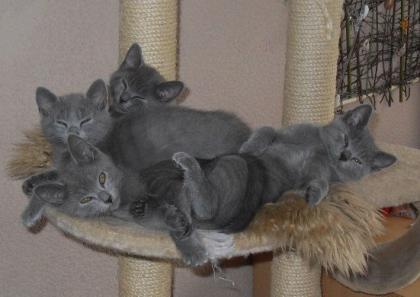 Reinrassige Chartreux Kitten (Weibchen)