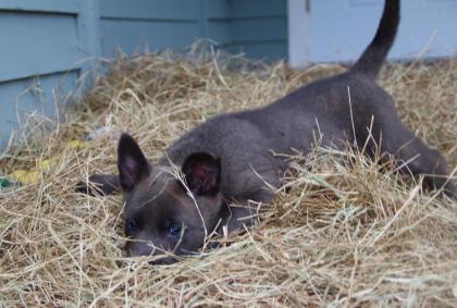 Niebiesko-czarne sta?e Dutch Shepherd szczeni?ta