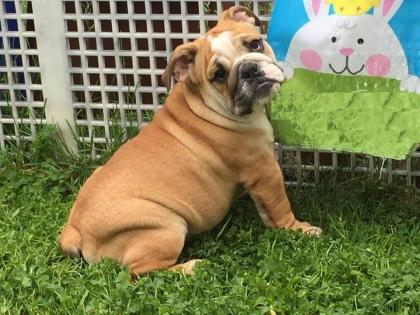 Englische Bulldoggenwelpen