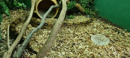 Boa Constrictor Imperator (2)