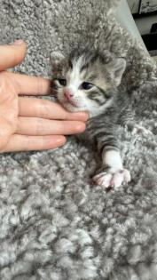 Devon Rex Kitten Katzenbabys aus Berlin