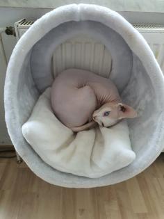 Deckkater Canadian Sphynx Odd Eyed