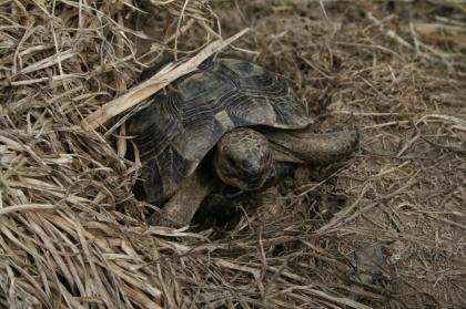 Maurische Landschildkröten, Testudo graeca ibera eigene Nachzuchten von 2024, 22